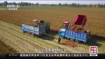 国产水稻试种成功视频,自主创新助力粮食安全新篇章